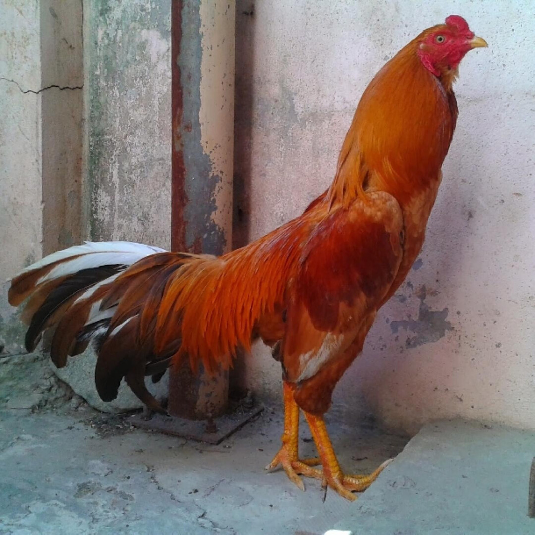 Lên cựa gà tre là gì?