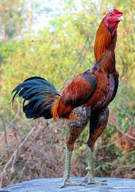 Liệt kê một số giống gà Shamo nổi tiếng trên thế giới 