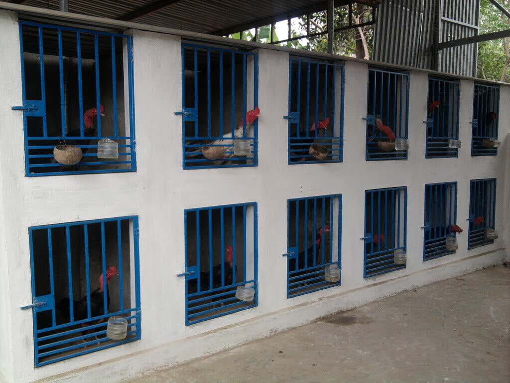 Lợi ích của việc xây dựng mô hình gà chọi đúng chuẩn là gì?