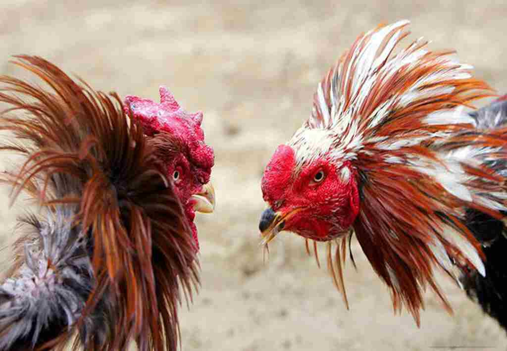 Một số lưu ý cần biết khi thực hiện cách ghép gà trống mái 
