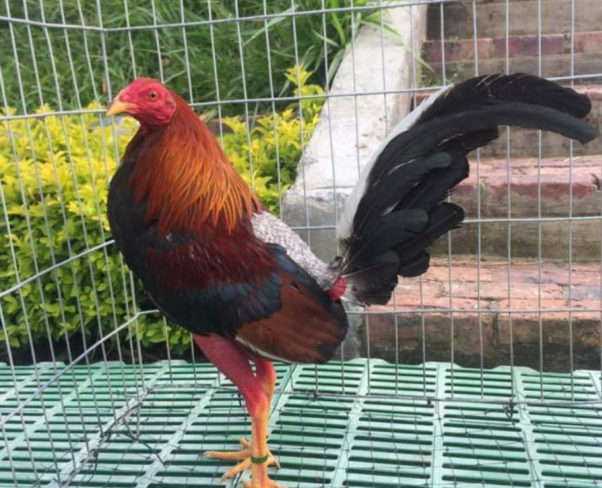 Một số lưu ý khi chọn mua giống gà Cuban