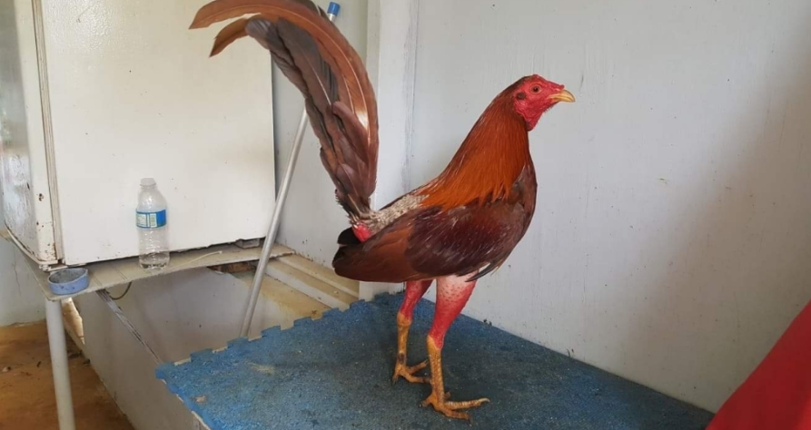 Một số ưu điểm nổi bật & nhược điểm của gà Cuban