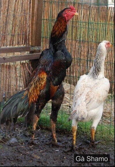 Những thông tin về ưu điểm và đặc điểm riêng biệt của gà Shamo 
