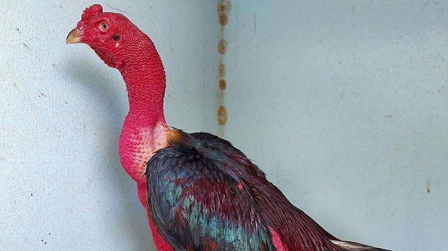 Tìm hiểu cách om gà chọi hiệu quả nhất hiện nay 6 Om gà chọi giúp da gà đỏ và đẹp hơn