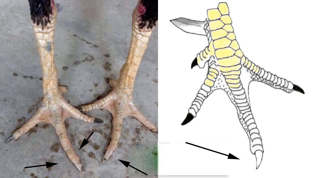 Gà bạch đầu chỉ là gì? Phân loại? Có nên nuôi hay không? 4 Phân loại các dòng gà bạch đầu chỉ