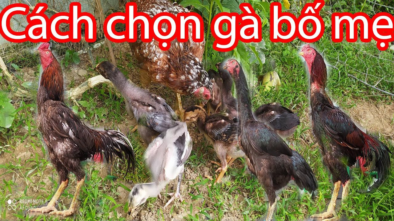 Quy tắc khi chọn giống gà bố mẹ mà sư kê nên biết