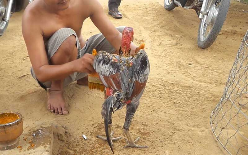 Vần gà chọi tơ qua phương pháp om bóp nghệ là cách nhiều sư kê áp dụng