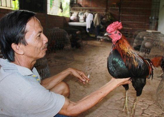 Xem màu mạng gà hôm nay theo giờ