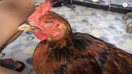 Cách chữa gà bị đá mù mắt dễ dàng và hiệu quả nhất 6 Cách chữa gà đá bị mù mắt trong quá trình xổ gà hoặc do cây cối