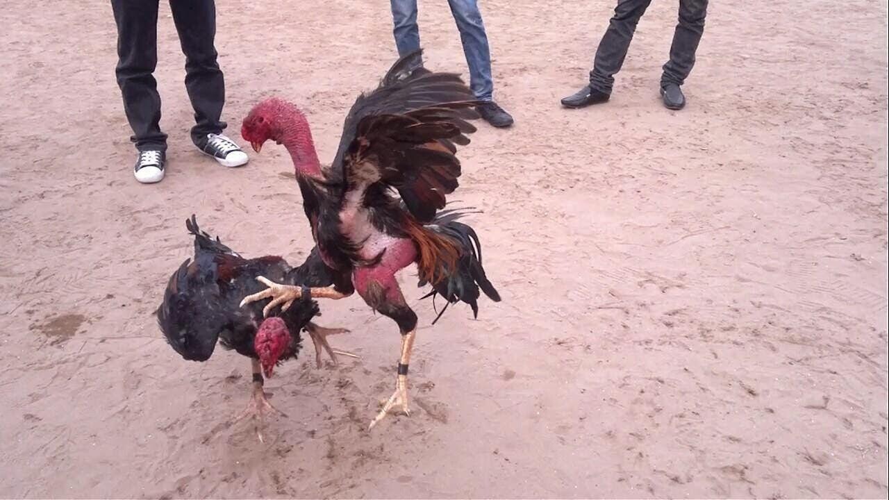 Cách tập tạ chân cho gà đá hiệu quả đang được nhiều sư kê áp dụng