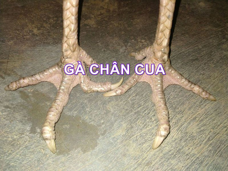 Tìm hiểu về gà đá chân cua và kinh nghiệm nuôi nên biết 6 Gà chân cua là gì?