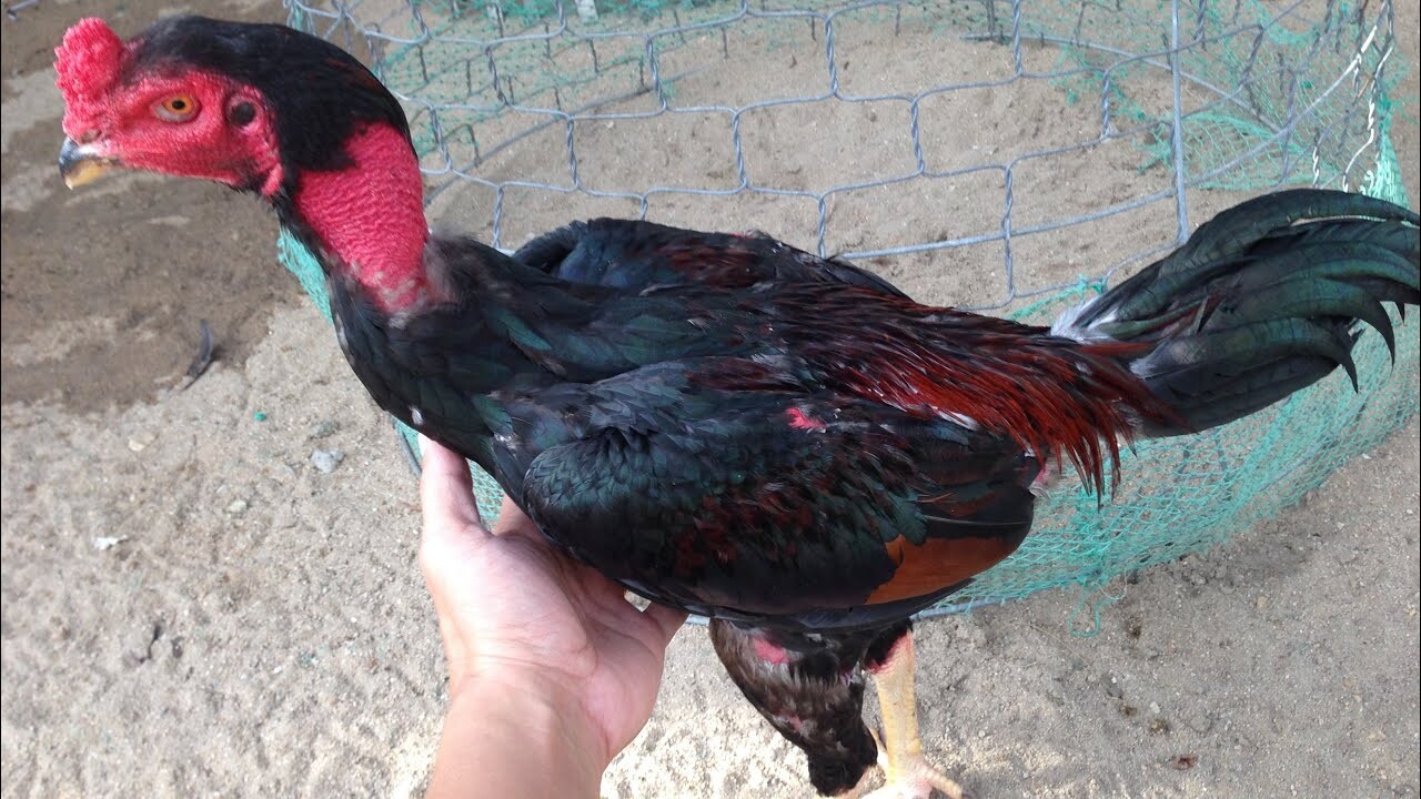 Cách chăm sóc gà chọi tơ mà sư kê cần biết 5 Gà chọi tơ khi 6 tháng tuổi là mốc thời gian trưởng thành quan trọng