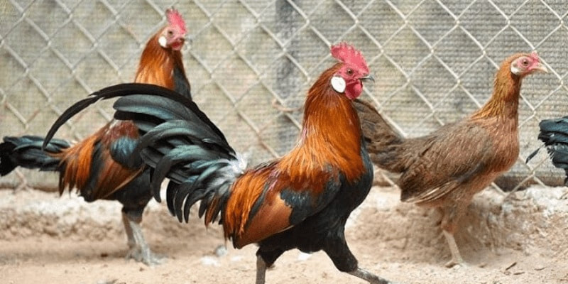 Gà rừng Saipan rất quý hiếm 