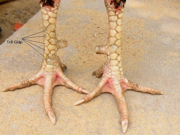 Hướng dẫn cách xác định vảy gà kích giáp chuẩn xác nhất