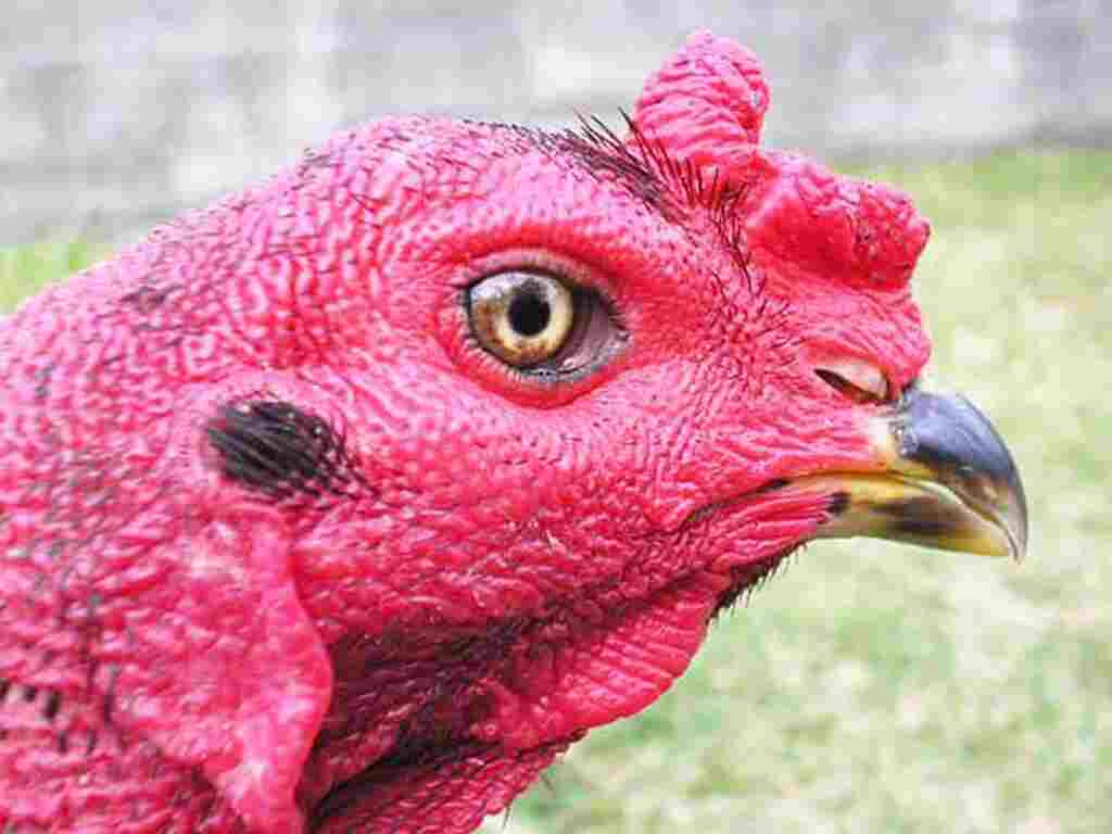 Kỹ thuật xem mắt gà chọi hay giúp lựa chọn được gà chọi đẹp