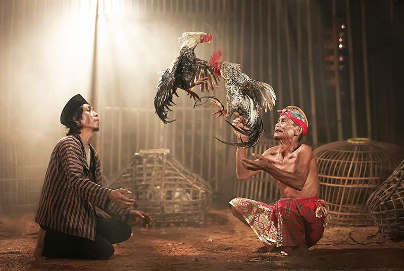 Một số thực phẩm chức năng khác cho gà đá