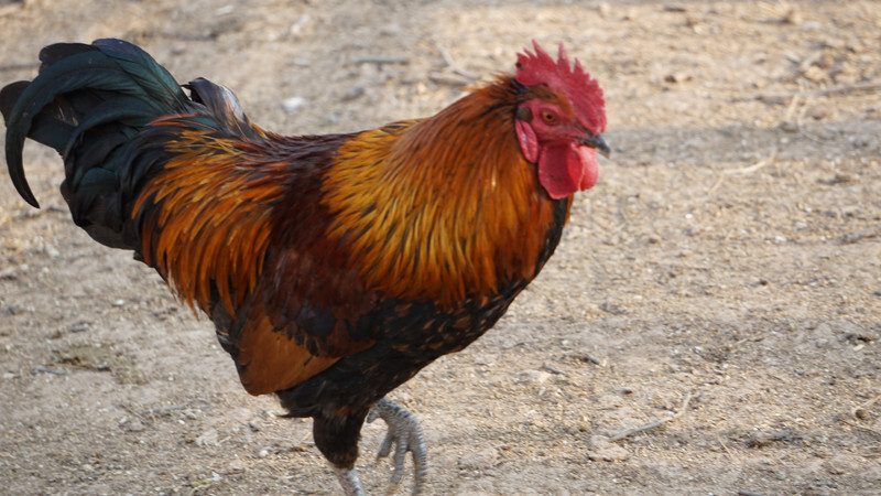 Cách nuôi gà đá bị rót hiệu quả cho các sư kê 7 Om bóp gà để gà luôn khỏe, không bị yếu