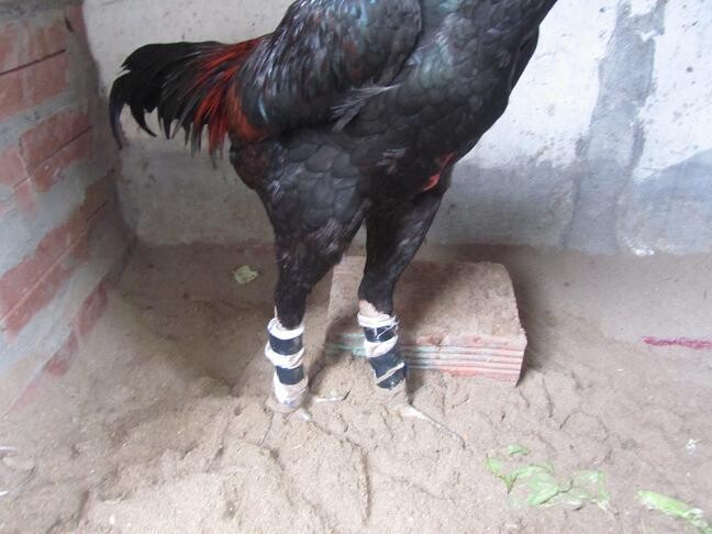 Bật mí cách tập tạ chân cho gà đá đúng cách sư kê cần biết 4 Phương pháp chạy lồng là bài tập nền móng cho gà đá