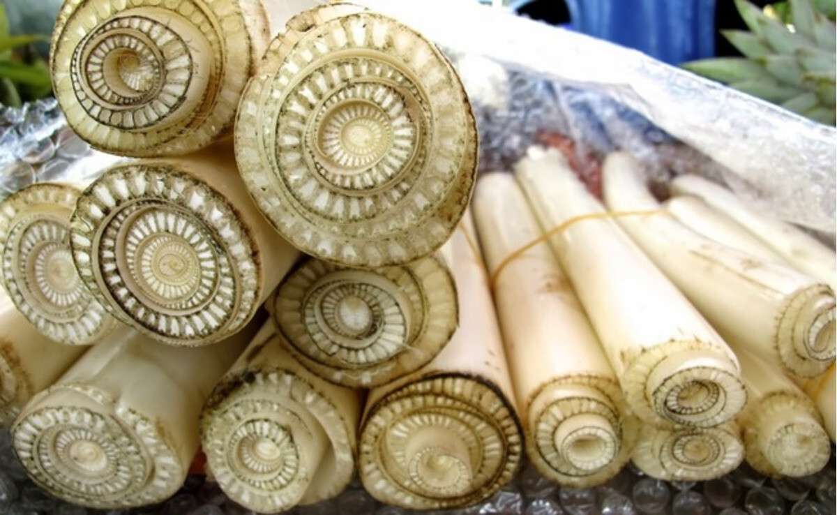 Trong thực tế liệu có nên cho gà ăn thân cây chuối thay thế cho rau, cỏ không?