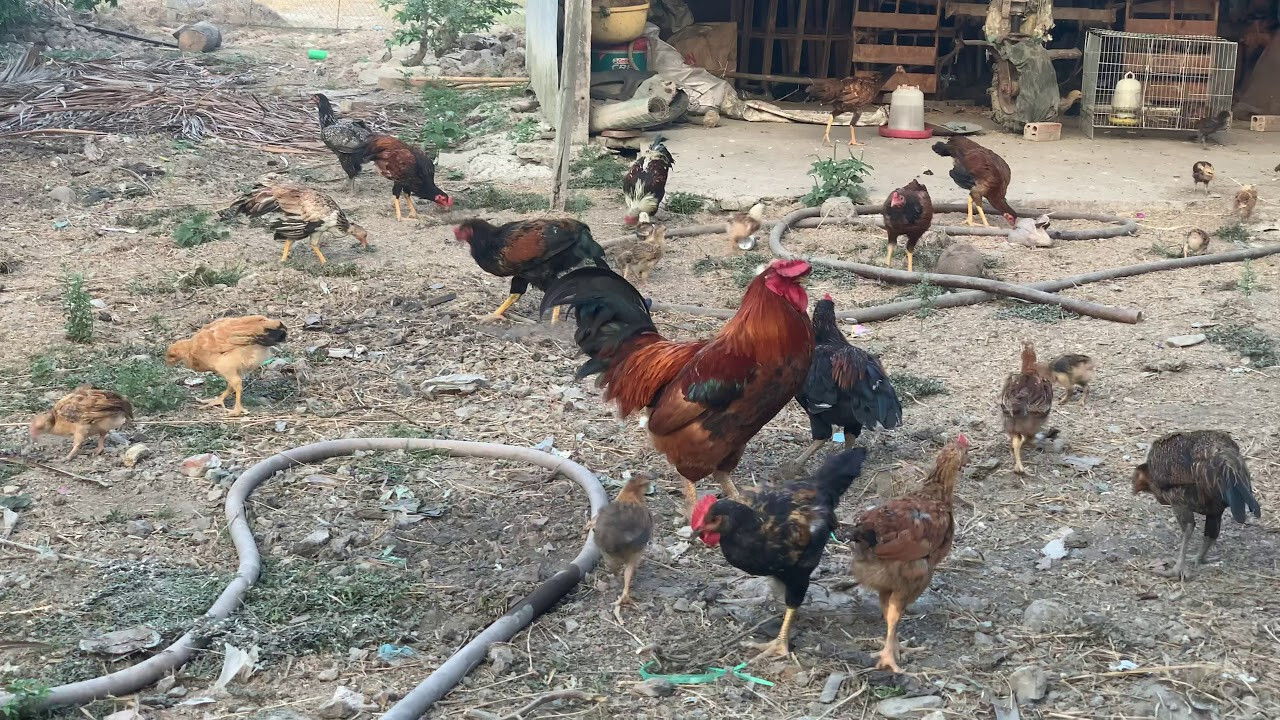 Các dấu hiệu cho thấy gà đá đang biếng ăn, lười ăn