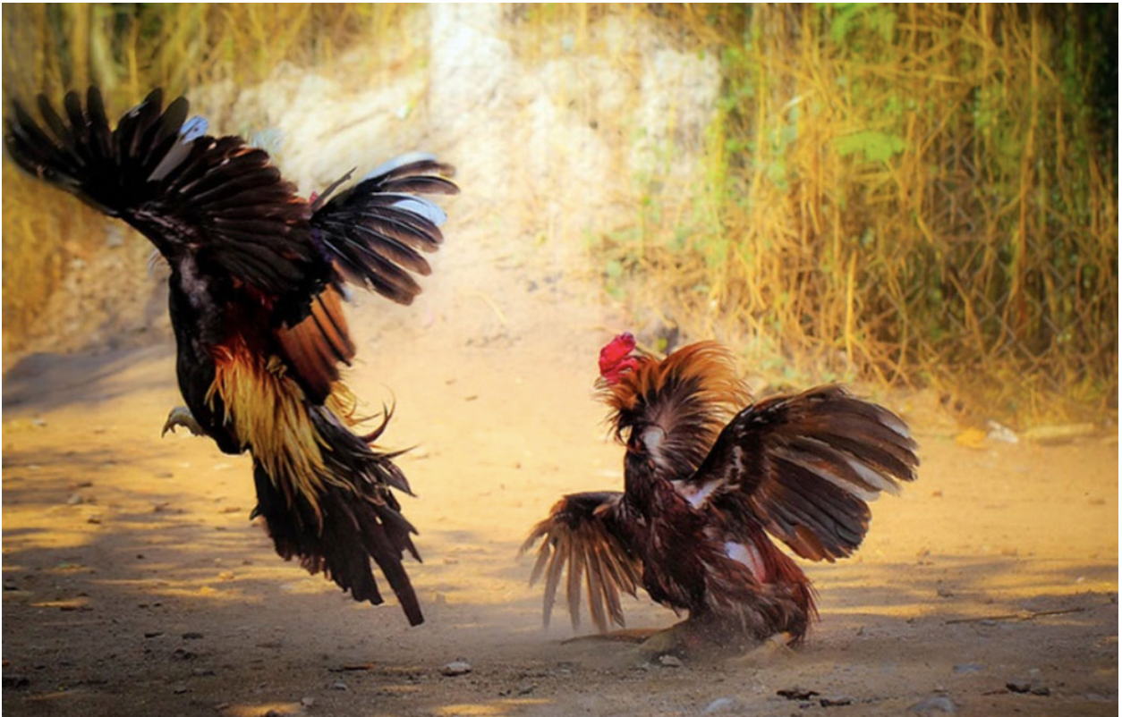 Chia sẻ bí quyết cách làm nước cho gà chọi cực chuẩn 6 Cách làm nước cho chiến kê khi đứng sâu hồ