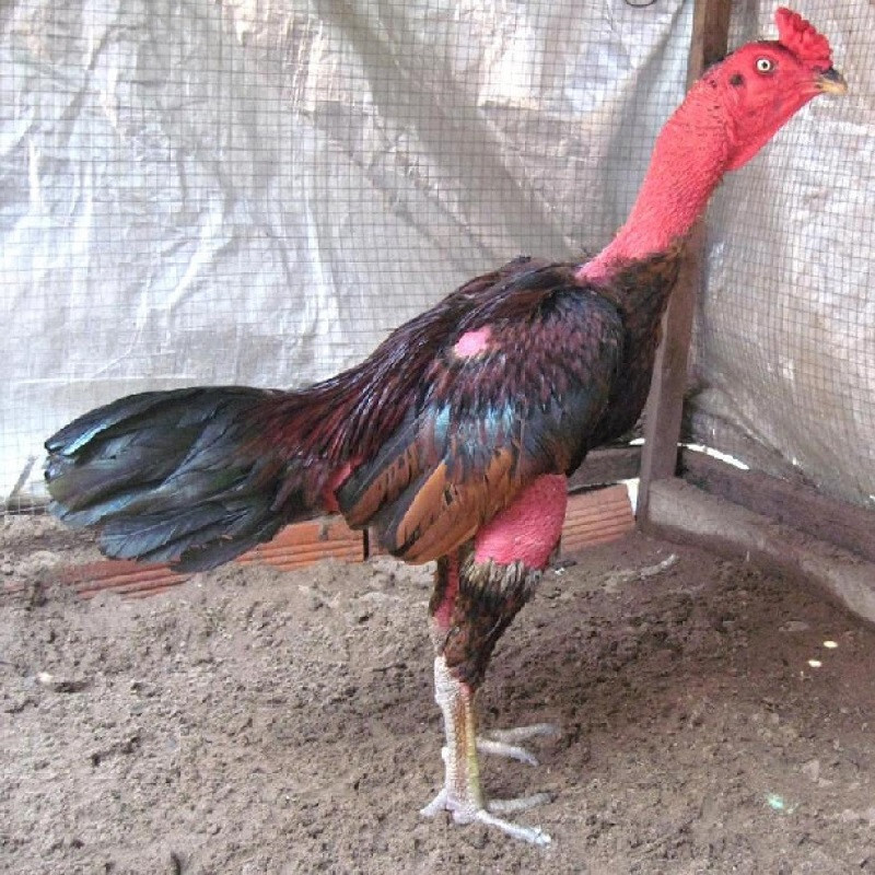 Cách trị gà đá bị nấm họng dẫn đến tình trạng biếng ăn