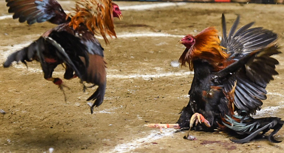 Cần chuẩn bị gì để làm nước cho gà chọi?