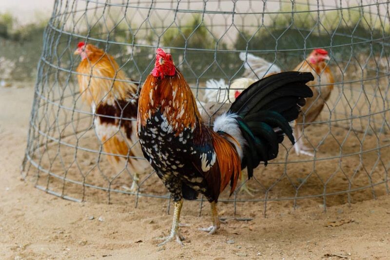 Chế độ dinh dưỡng là bí quyết nuôi gà tre đặc biệt của nhiều sư kê