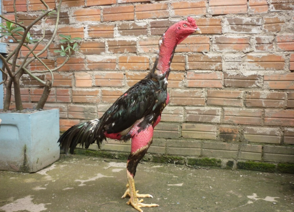 Gà vỉa - 1 trong các thế đá của gà chọi hay