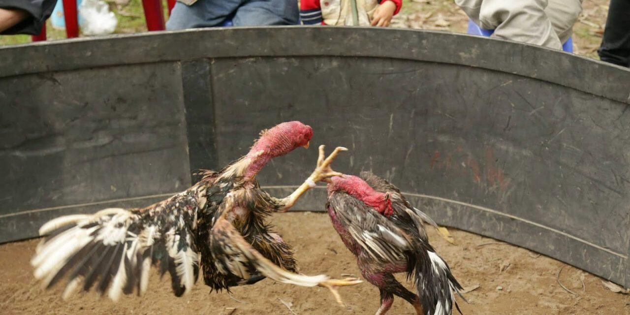 Kinh nghiệm cho gà đá ăn, uống mà anh em sư kê nên biết để có cách nuôi gà đá sung, máu chiến