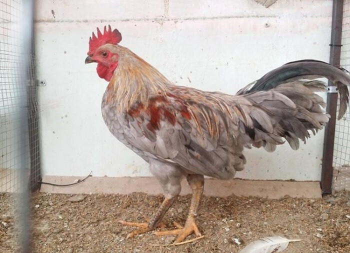 Lựa chọn gà giống là khâu quan trọng nhất ban đầu