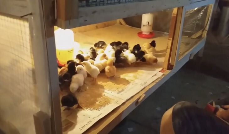 Môi trường nuôi gà con