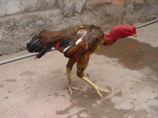 Một số câu hỏi về gà đá bị biếng ăn