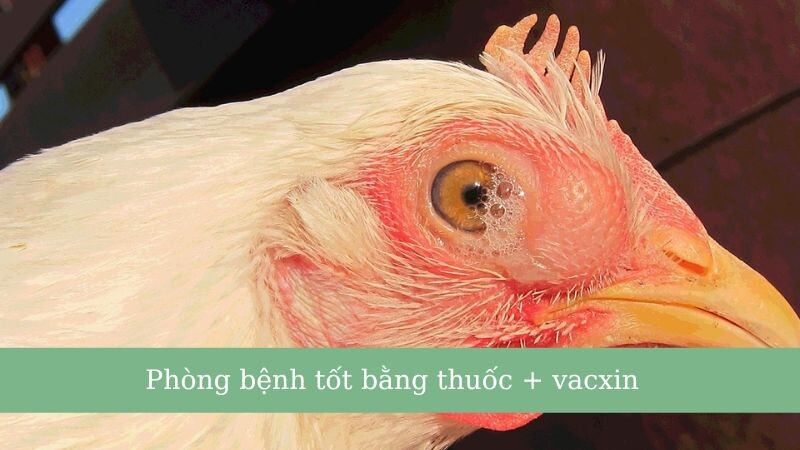 5+ cách làm gà chọi máu chiến chủ gà nên biết 8 Phòng bệnh thật tốt, tránh sự ảnh hưởng của bệnh tật