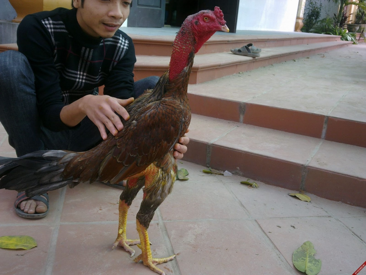 Hãy ôm ấp thường xuyên để giúp gà không còn sợ người