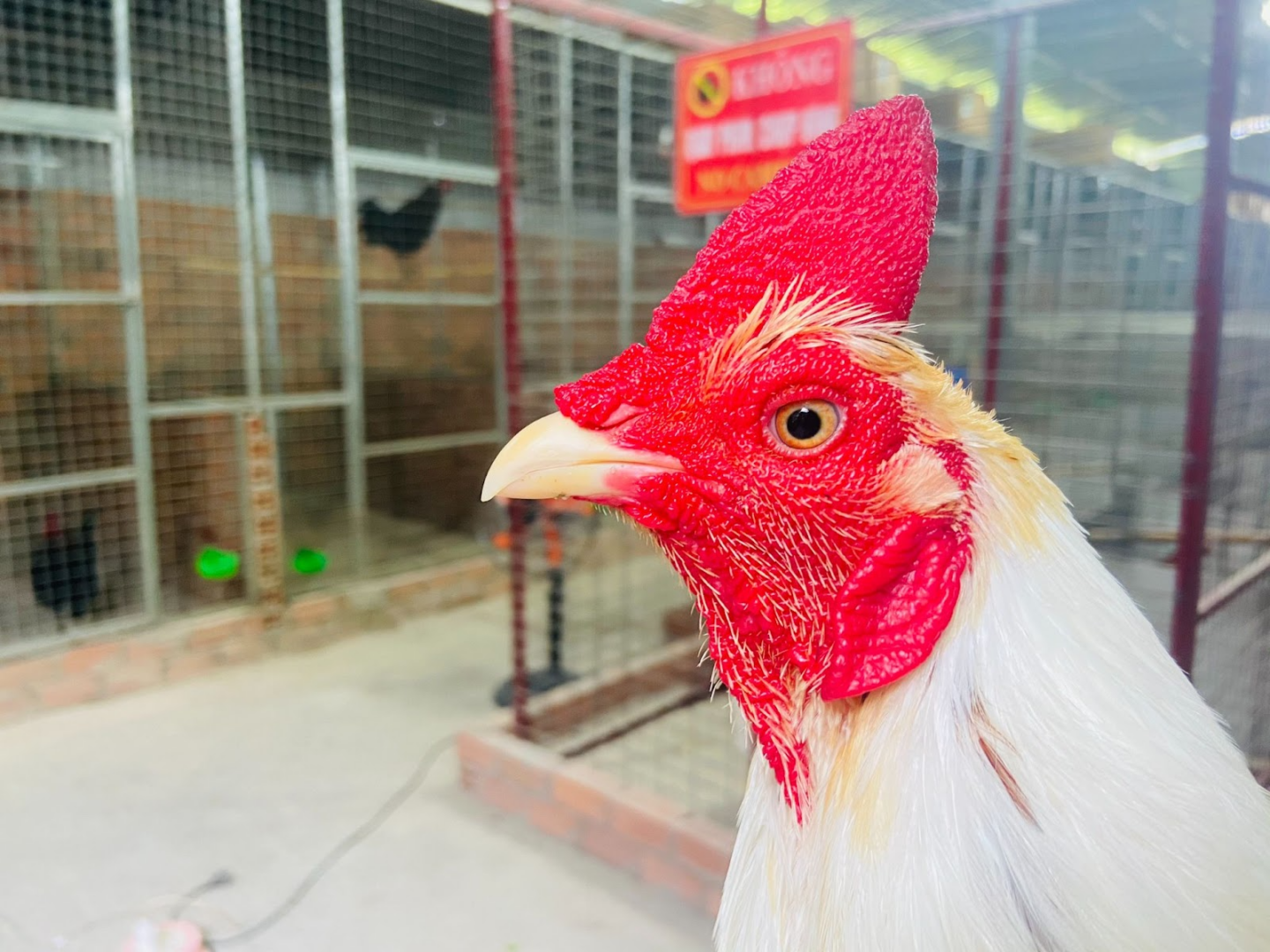 Mồng gà là một bộ phận giải nhiệt khá quan trọng ở gà