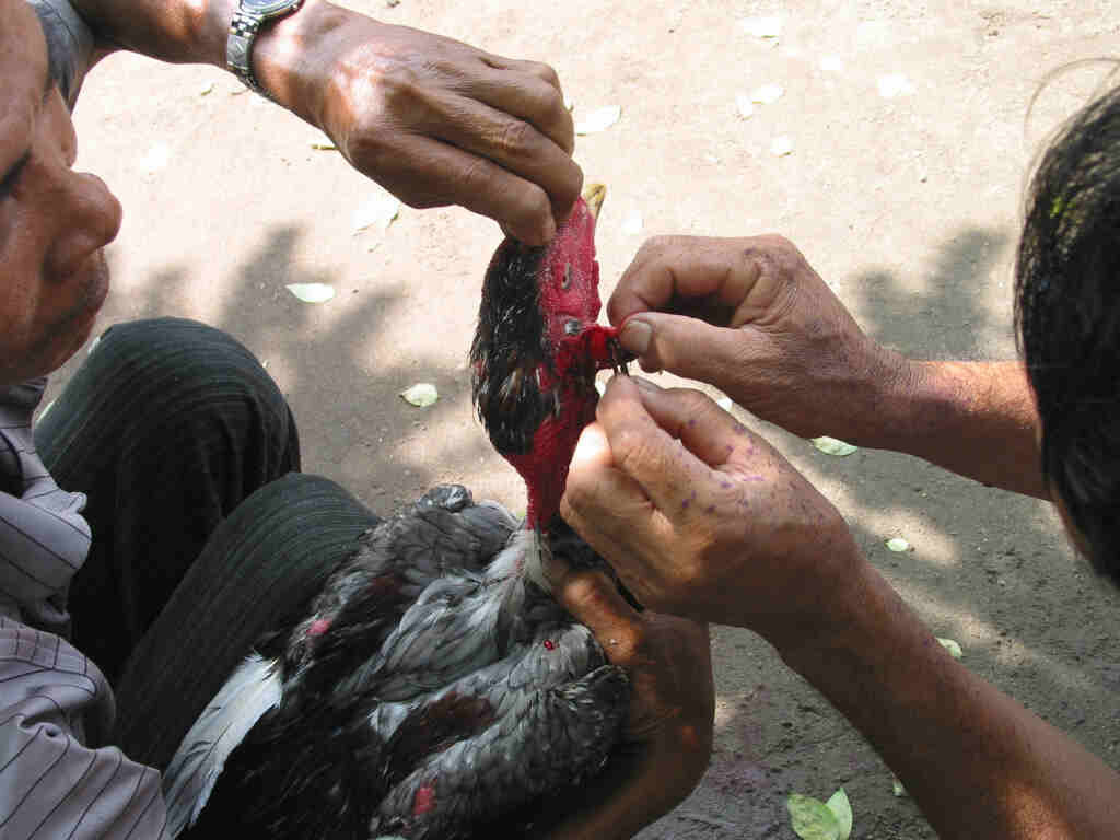 Một số lưu ý khi cắt tai gà dành cho sư kê