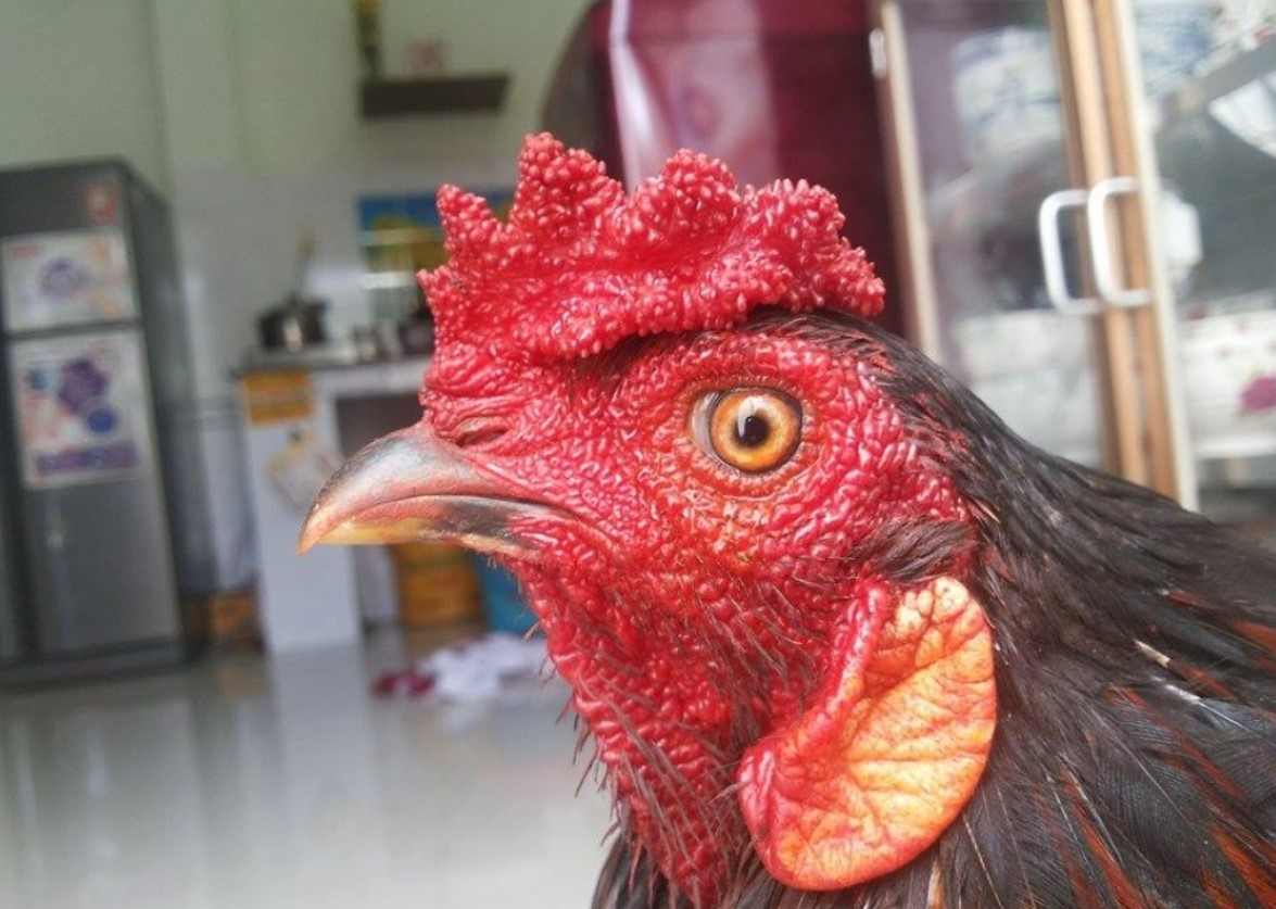 Nắm bắt được cách chọn mồng gà đá sẽ giúp bạn sở hữu được chiến kê ưng ý