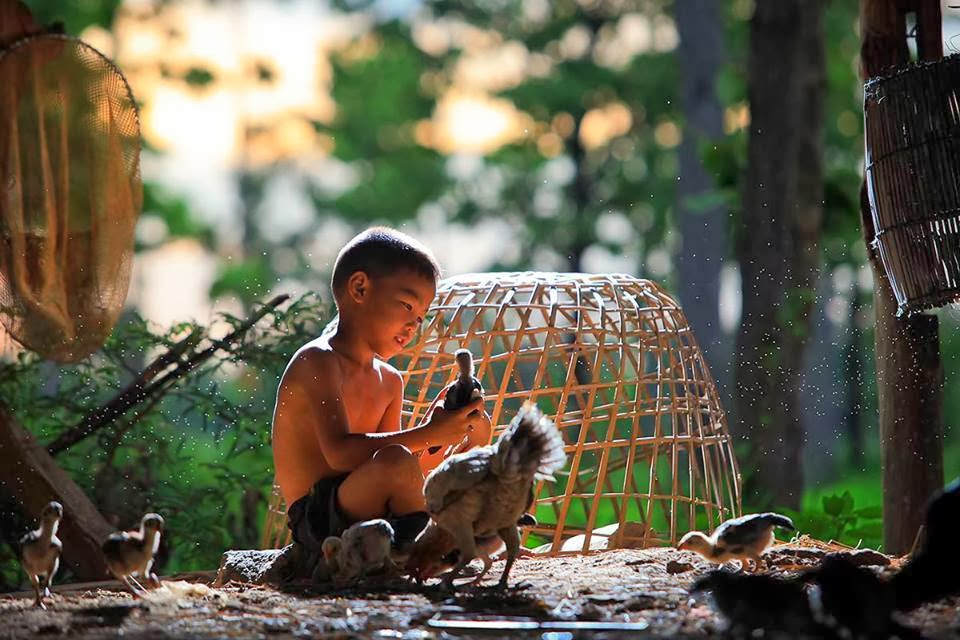 Những câu hỏi thường gặp về cách tắm gà tre đá