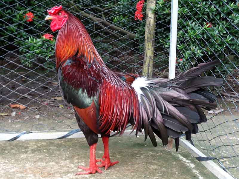 Cách nuôi gà đá cho lông bóng mượt từ chuyên gia 5 Cách nuôi gà đá cho lông bóng mượt chi tiết và hiệu quả