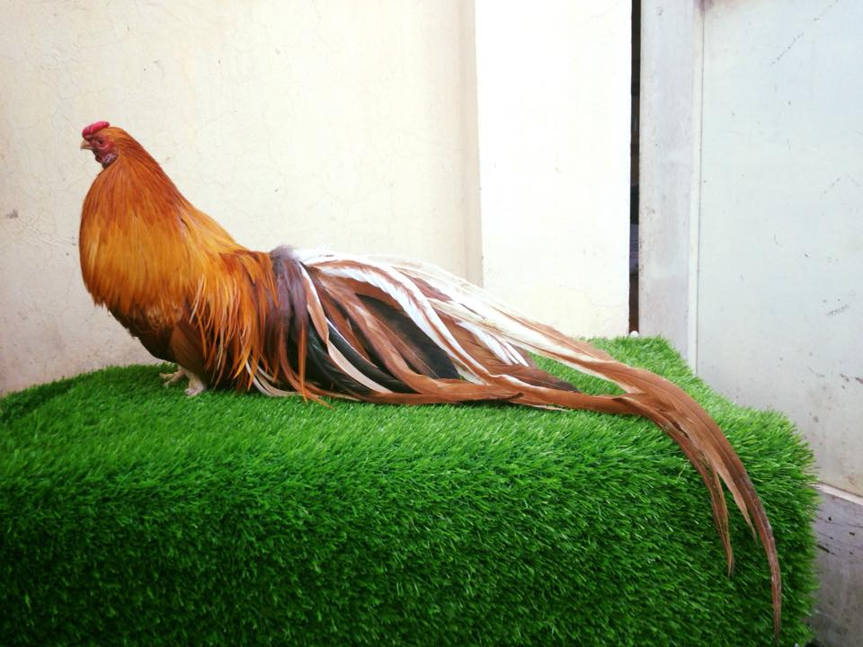 Câu hỏi về cách nuôi gà đá cho lông bóng mượt