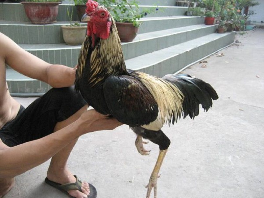 Xây dựng chế độ ăn uống đúng cách để da gà khoẻ và lì đòn hơn