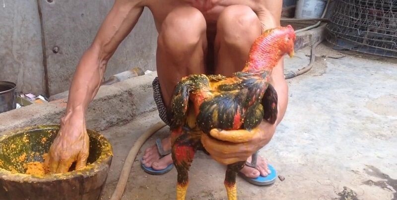 Hướng dẫn cách làm rượu nghệ bóp gà đá hiệu quả nhất 5 Om bóp rượu nghệ có rất nhiều tác dụng cho gà đá