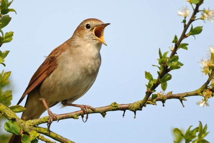 Ngủ mơ thấy chim sẻ