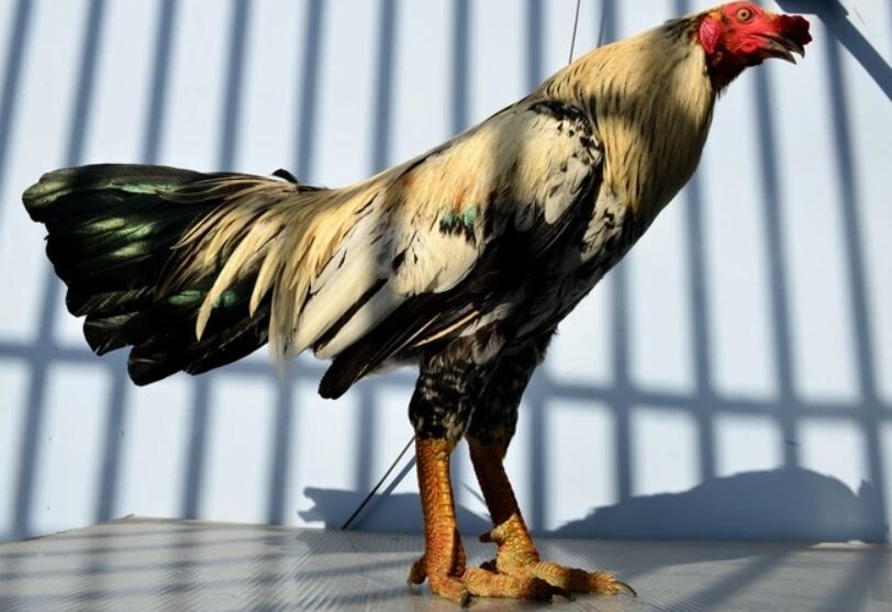 Giống gà chọi vảy rồng và những điều hữu ích bạn nên biết 9 Bật mí cách nuôi gà vảy rồng khoẻ mạnh