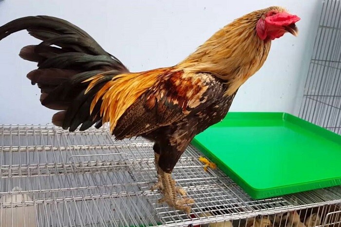 Giống gà chọi vảy rồng và những điều hữu ích bạn nên biết 6 Sơ lược thông tin về giống gà chọi vảy rồng bạn nên biết