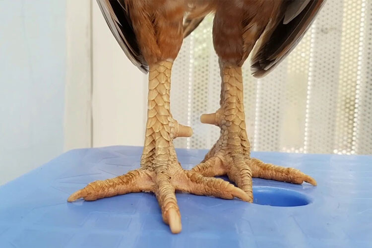 Lưu ý quan trọng để đảm bảo lên cựa gà đúng kỹ thuật