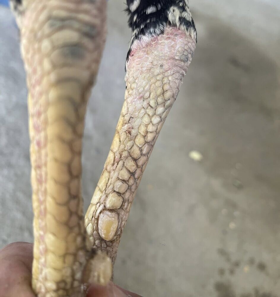 Vị trí vảy gà vấn cán