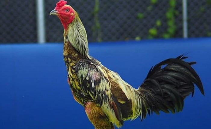 Bài tập gánh tạ giúp rèn cơ chân cho gà chiến