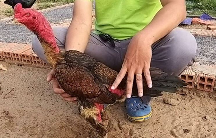 Luyện cơ chân cho gà chọi với bài tập hẵng chân rơi tự do